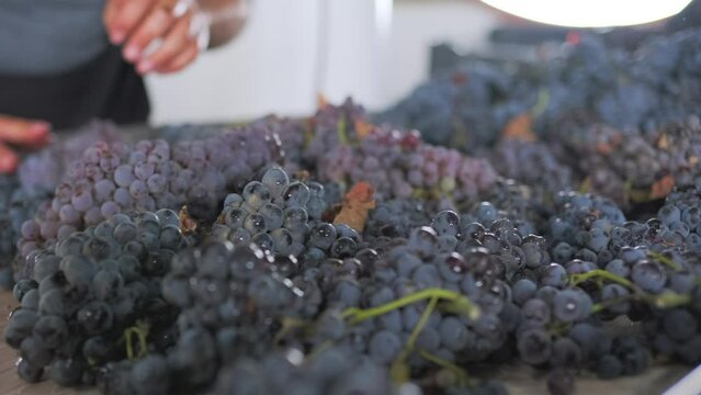 Despalillado y Selecci&oacute;n de Uva en Valle de Guadalupe, M&eacute;xico