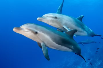 Zelfklevend Fotobehang Bottlenose dolphins © Tropicalens