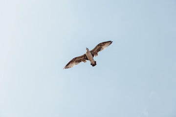 seagull in flight