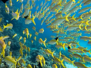 Group of yellow fish in the Red Sea in Egypt all pointing the same way