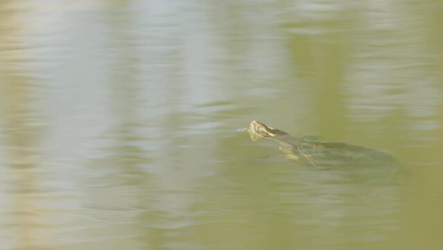a krefft's turtle takes a breath while swimming in a stream at granite gorge near mareeba of qld, australia