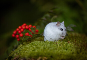little hamster on a green meadow in the forest