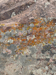 lichen on stone