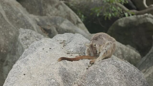 a mareeba rock-wallaby stops grooming and looks around at granite gorge near mareeba of qld, australia