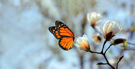 colorful orange monarch butterfly on white magnolia flowers.