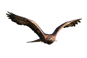 Eagle in flight. Flying golden eagle, Aquila chrysaetos, isolated on transparent background. Bird...