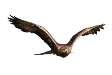Eagle in flight. Flying golden eagle, Aquila chrysaetos, isolated on transparent background. Bird of prey hunting with widely spread wings. Wildlife nature. Habitat Europe, North America, Asia.