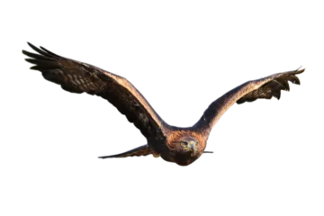 Zelfklevend Fotobehang Adelaar tijdens de vlucht. Vliegende steenarend, Aquila chrysaetos, geïsoleerd op transparante achtergrond. Roofvogeljacht met wijd gespreide vleugels. Natuur in het wild. Habitat Europa, Noord-Amerika, Azië. © Vaclav