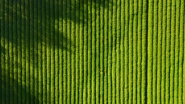 aerial view of green tea plantation