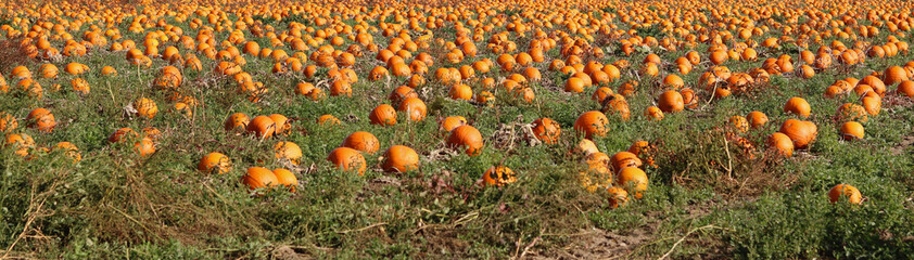 Header image of ripe orange pumpkins ready to be harvested
