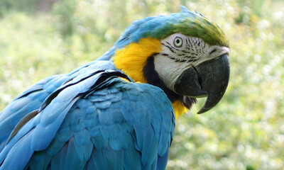 Parrot Eye 02