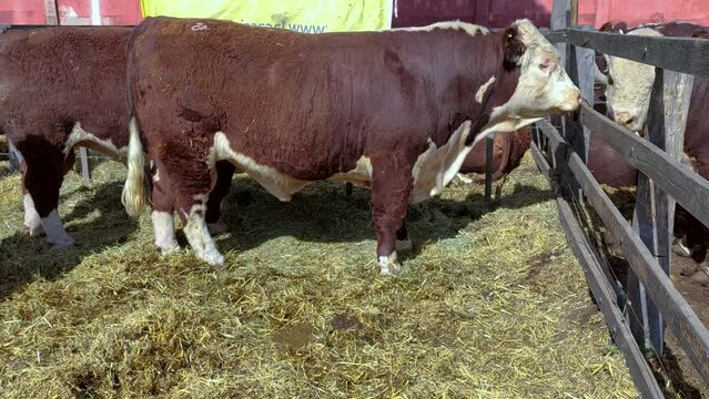 Polled Hereford bulls in a pen prepared for sale