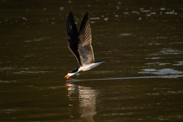 Black Skimmer
