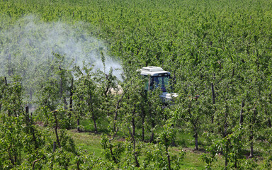 Tractor using a air dust machine sprayer with a chemical insecticide or fungicide in apple orchard, agriculture in spring