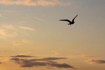 Fototapeta na wymiar Seagull at Sunset