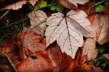 Autumn Leaves