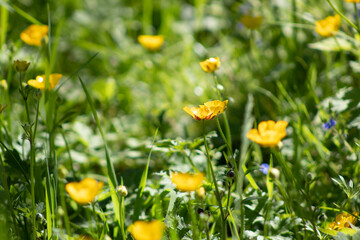 Yellow Dandelions in the Grass
