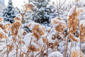 garden in winter with hoarfrost on a cold day in the morning
