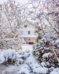garden in winter with hoarfrost on a cold day in the morning