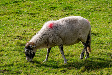 Fototapeta premium sheep in the field