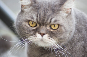 close-up portrait of a sad gray british cat with yellow eyes, favorite pet