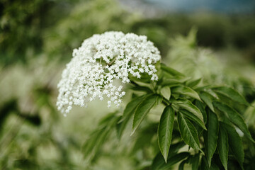 Flor de Saúco / Elderflower