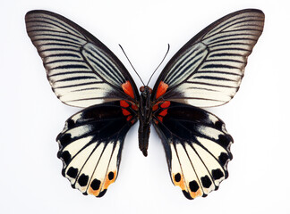 Black white butterfly isolated on white, Papilio memnon macro close up, collection butterflies, papilionidae, lepidoptera