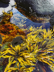 colorful tidepool and seaweed detail in Maine