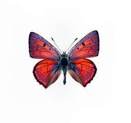 Purple butterfly isolated on white. Lycaena alciphron macro close up, collection butterflies,...