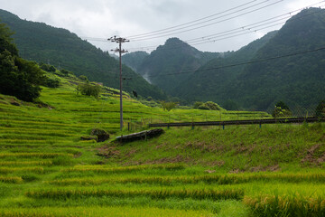 夏の丸山千枚田