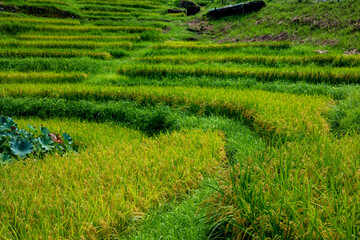 夏の丸山千枚田