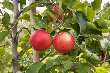 Red apples hang on a tree, close-up photo. Postcard with copy space. The concept of gardening, farmers, agriculture, business, proper nutrition, vitamins, harvest, products,fruits,mousse, baby food