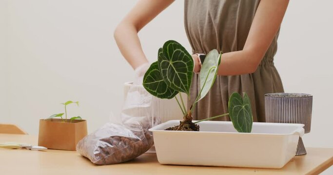 Woman put anthurium crystallinum into the pot at home