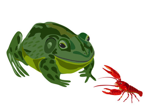 食用ガエル の画像 39 件の Stock 写真 ベクターおよびビデオ Adobe Stock