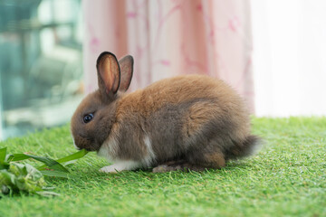 Adorable baby rabbit bunny eating vegetable sitting on green grass spring time over bokeh nature background. Cuddly furry white brown rabbit eat fresh vegetable at outdoor. Easter animal concept.
