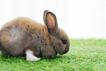 Fluffy rabbit bunny sitting green grass in spring summer background. Infant dwarf bunny brown white...