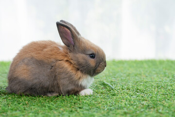 Fluffy rabbit bunny sitting green grass in spring summer background. Infant dwarf bunny brown white rabbit playful on lawn with white background. Cute animal furry pet concept.