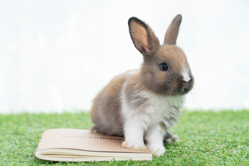 Obraz premium Adorable baby rabbit bunny standing on the book on green grass with light watching something over white background. Little furry bunny white brown rabbit with book on lawn. Easter animal bunny concept
