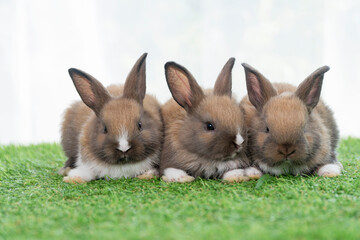 Adorable baby rabbits ears bunny sitting together on the green grass. Family tiny furry baby brown white bunny rabbits playful on the meadow. Easter family animal pet bunny concept.