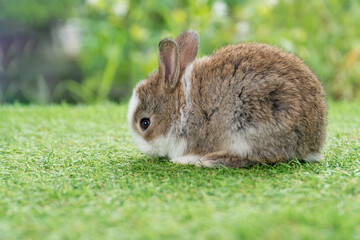 Lovely baby rabbit furry bunny looking at something sitting on green grass over bokeh nature background. Infant bunny white brown rabbit on lawn spring background. Easter animal new born bunny concept