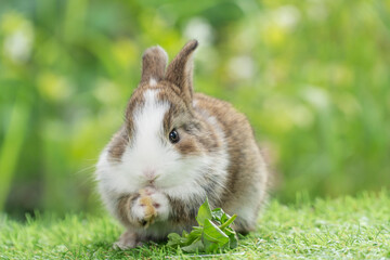 Fototapeta premium Adorable baby rabbit bunny eating vegetable sitting on green grass spring time over bokeh nature background. Cuddly furry white brown rabbit eat fresh vegetable at outdoor. Easter animal concept.