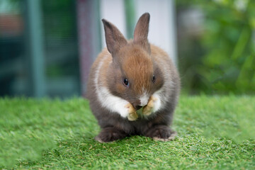 Fluffy rabbit bunny standing on own leg green grass in spring summer background. Infant dwarf bunny brown black rabbit playful on lawn with white background. Cute animal furry pet concept.