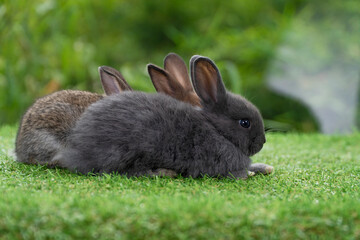 Group of cuddly furry rabbit bunny sitting and lying down together on green grass natural background. Baby fluffy rabbit black, brown bunny family sitting on field. Easter newborn bunny family concept