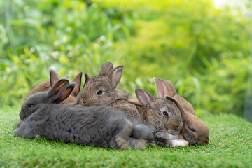 Cuddly furry rabbit bunny brown with family sitting and playful together on green grass over natural background. Group of family baby bunny spring time on lawn. Easter newborn bunny family pet concept