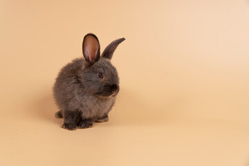 Adorable baby rabbit bunny looking at something while sitting over isolated pastel background with...