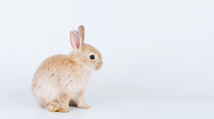 Adorable newborn baby rabbit bunnies brown looking at something sitting over isolated white background. Puppy lovely furry brown bunny ears rabbit playful with copy space. Easter bunny animal concept.