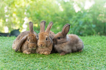 Cuddly furry rabbit bunny brown with family sitting and playful together on green grass over natural background. Group of family baby bunny spring time on lawn. Easter newborn bunny family pet concept