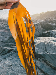 Seaweed foraging kelp specimen