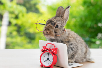 Baby bunny rabbit brown-grey with small laptop and alarm clock sitting on wood. Lovely baby rabbit...