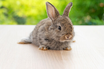 Lovely baby rabbit furry bunny looking something sitting alone on wooden over blurred green nature background. Adorable little bunny ears rabbit sitting on green spring time. Easter animal concept.